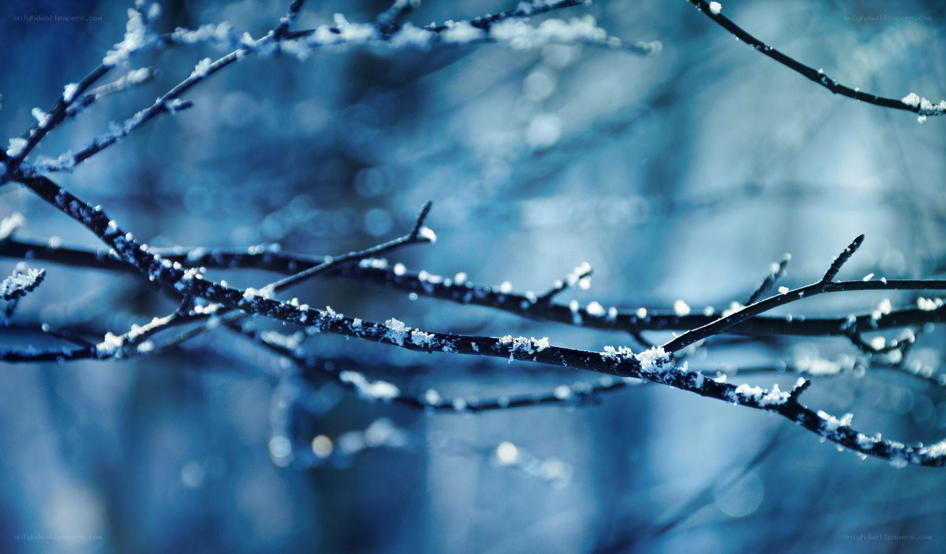 frost-covered branches in winter