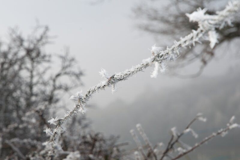 frost-covered branches in winter