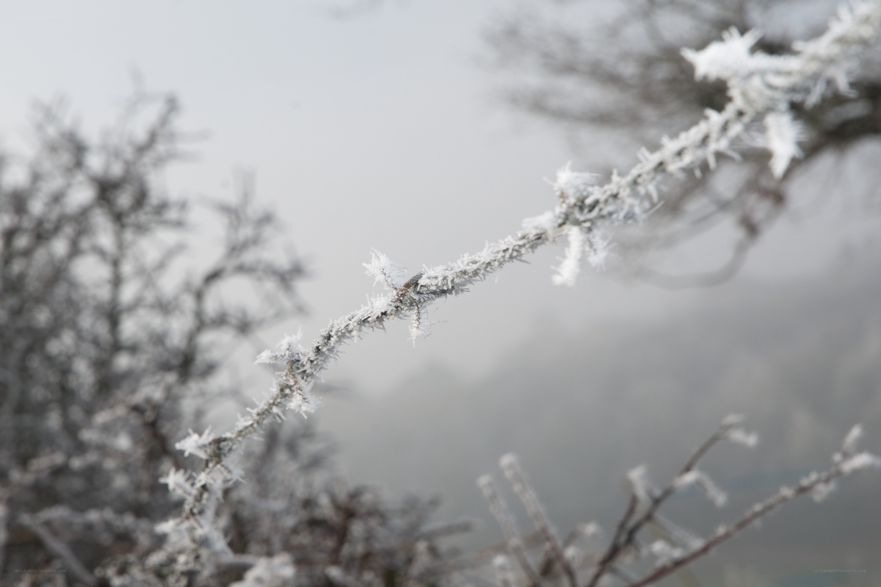 frost-covered branches in winter