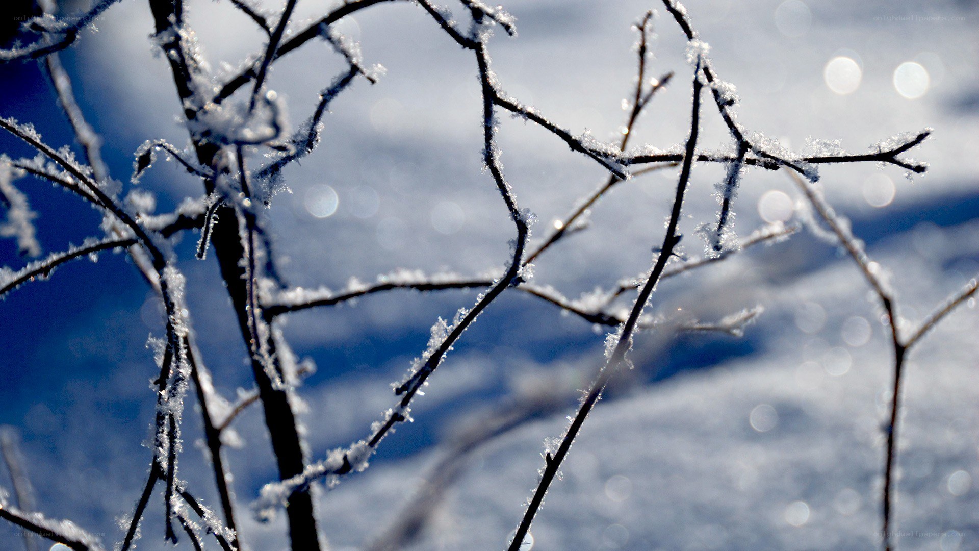 frost-covered branches in winter