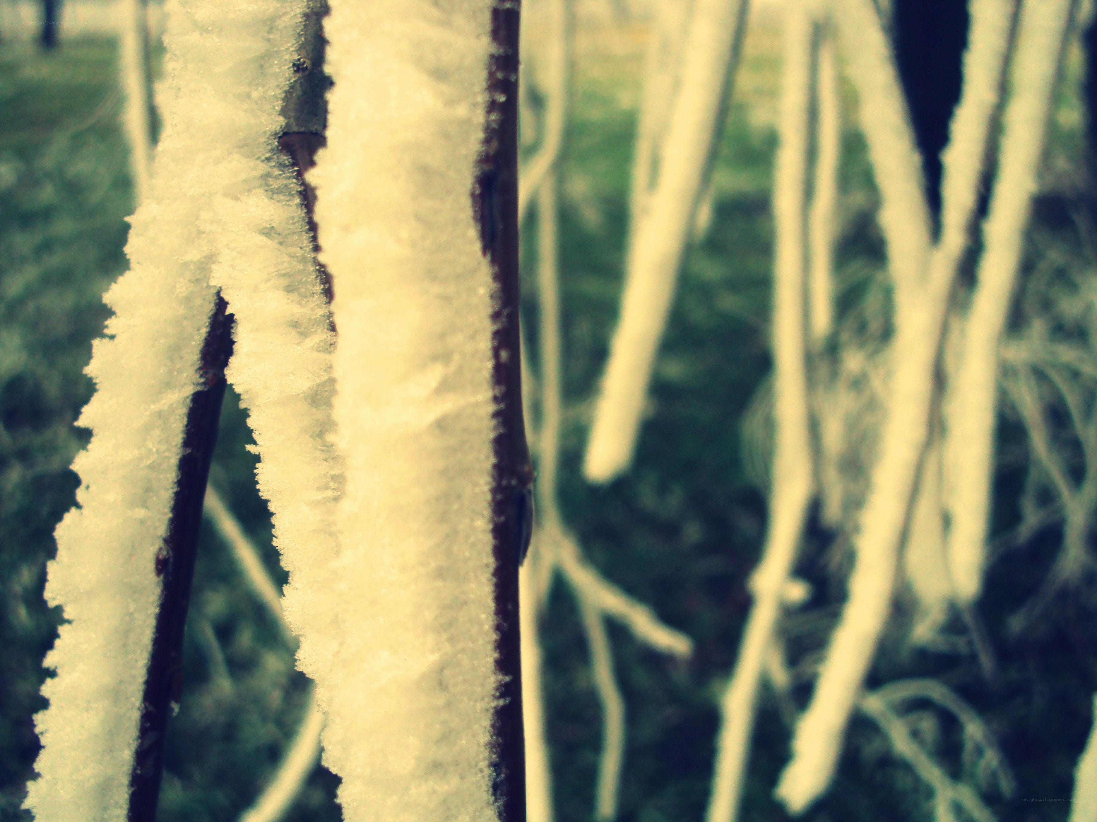 frost-covered branches in winter