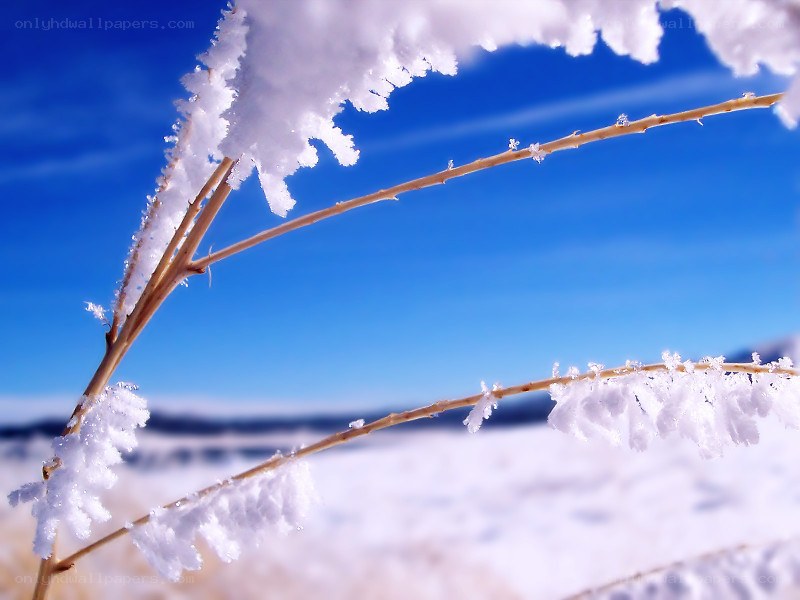Frost-covered branches in winter