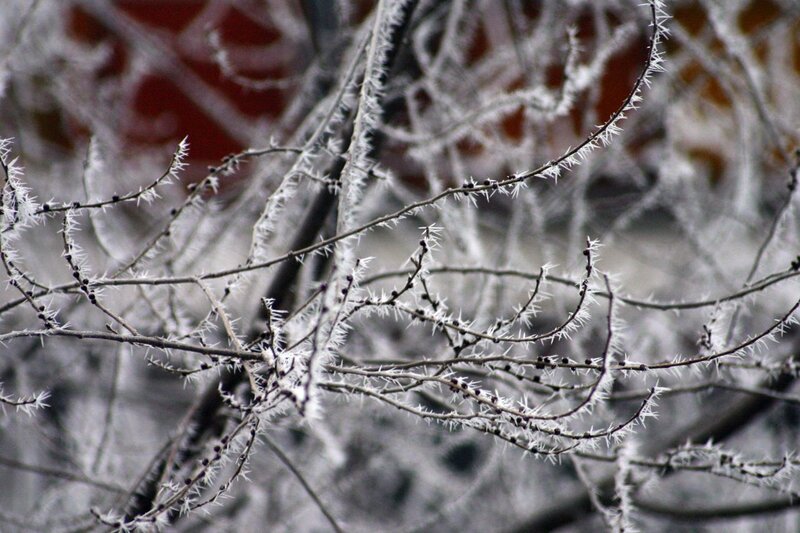 frost-covered branches in winter