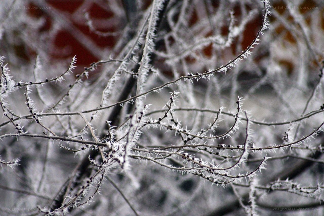 frost-covered branches in winter