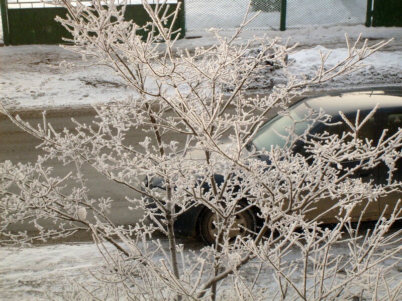 Frost-covered branches in winter