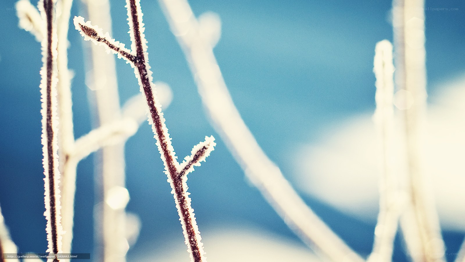 Frost-covered branches in winter