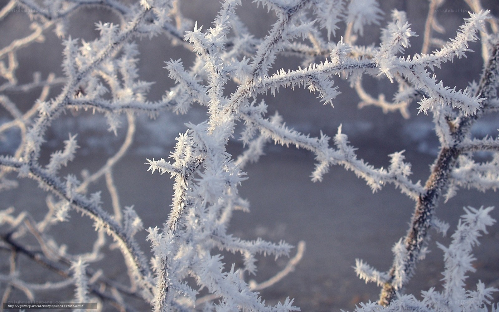 Frost-covered branches in winter