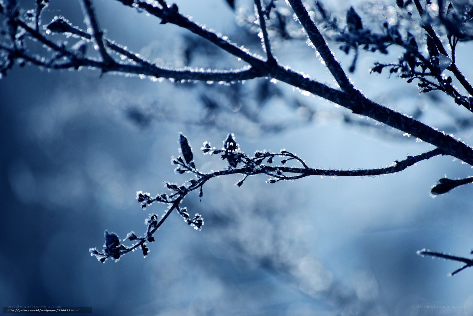 frost-covered branches in winter