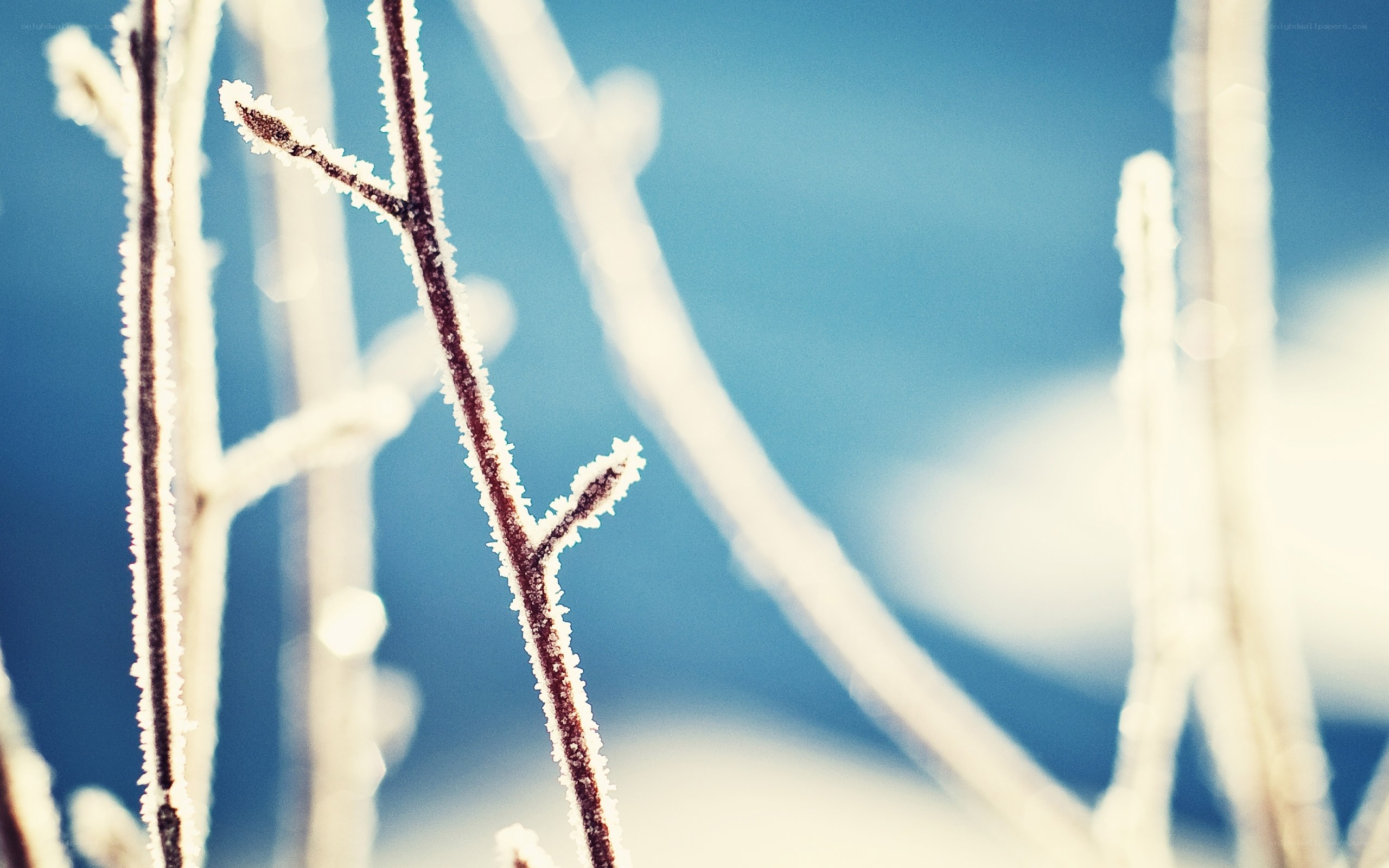 Frost-covered branches in winter