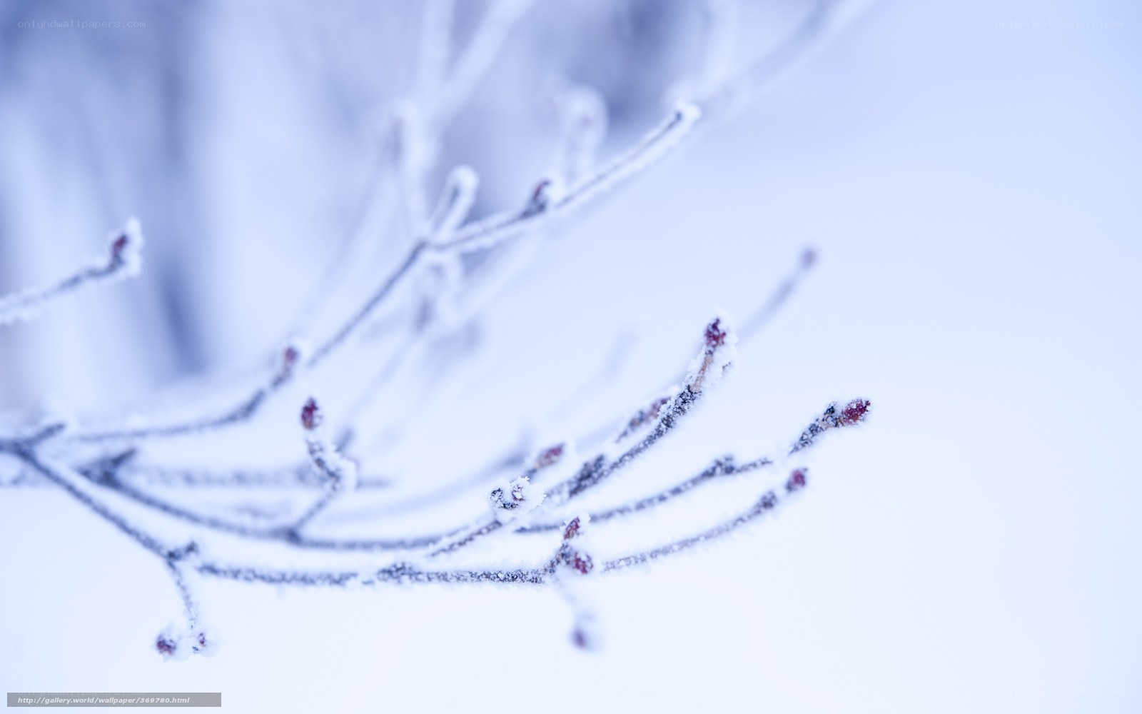 Frost-covered branches in winter