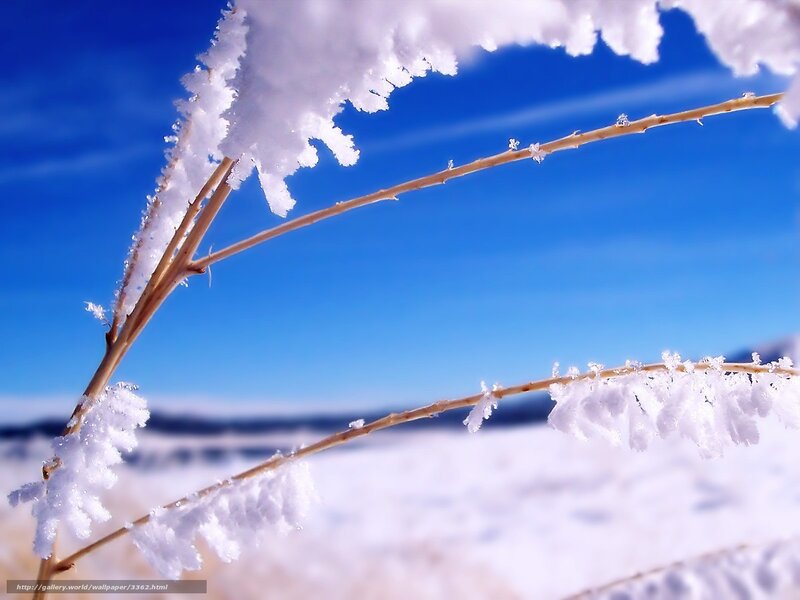 Frost-covered branches in winter
