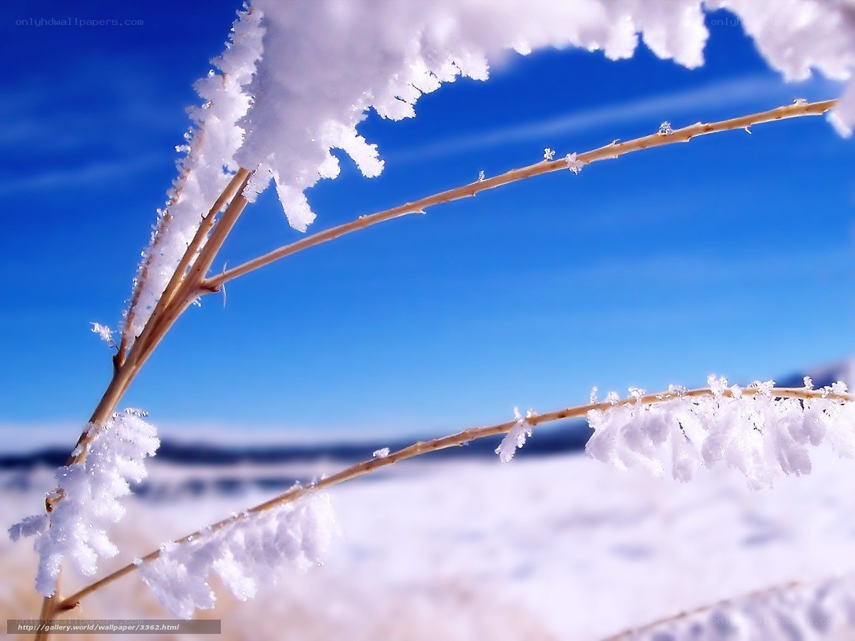 Frost-covered branches in winter