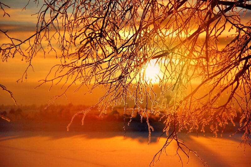 Frost-covered Branches — Orange, Dramatic