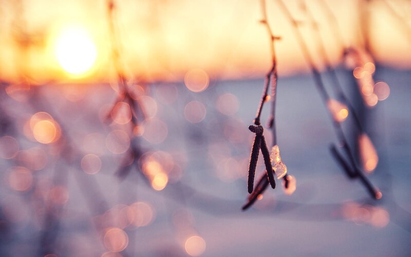 Frost-covered Branches — Orange, Serene, Sunset, Photograph, Sun
