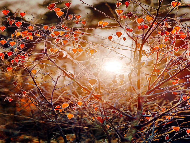 Frost-covered Branches — Orange, Serene