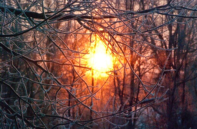 Frost-covered Branches — Orange