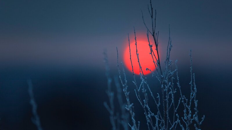 Frost-covered Branches — Red, Dramatic