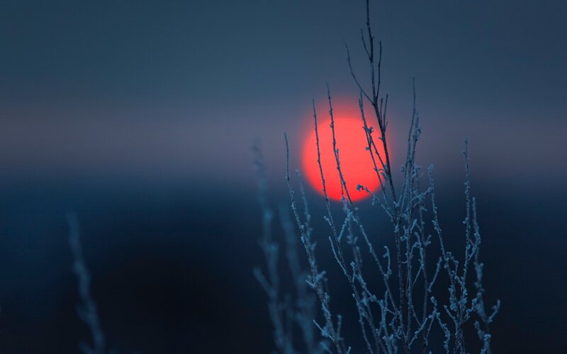 Frost-covered Branches — Red, Dramatic, Winter