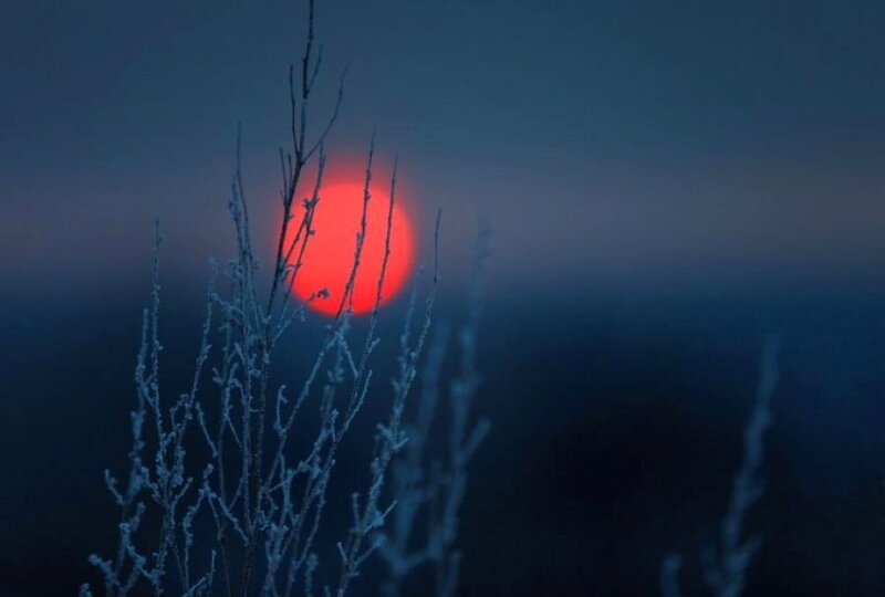 Frost-covered Branches — Red