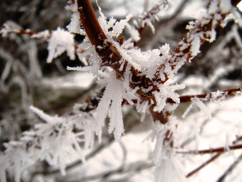Frost-covered Branches