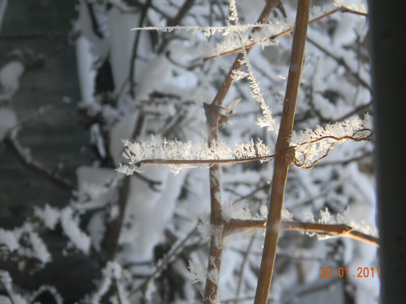 Frost-covered Branches — White, Cold