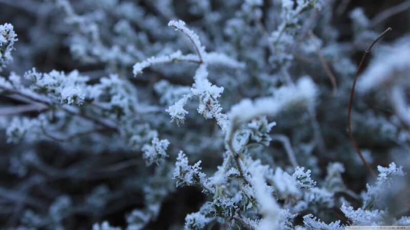 Frost-covered Branches — White, Cold, Winter, Photograph, Frost, Plants