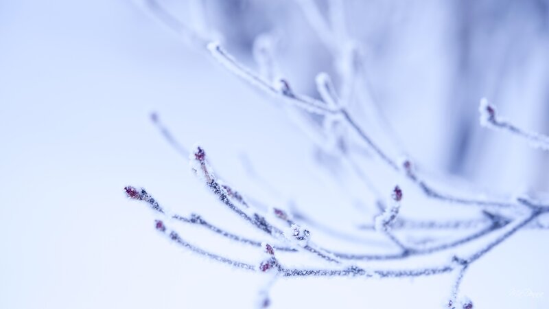 Frost-covered Branches — White, Cold, Winter, Photograph, Frost