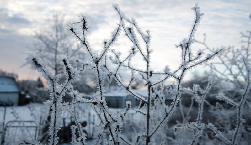 Frost-covered Branches — White, Cold, Winter, Photograph, Snow, Sky