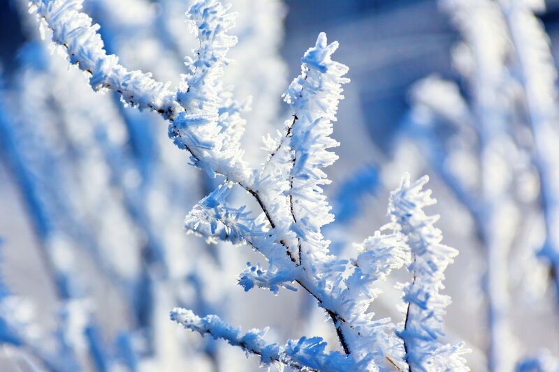 Frost-covered Branches — White, Cold, Winter, Photograph, Snow