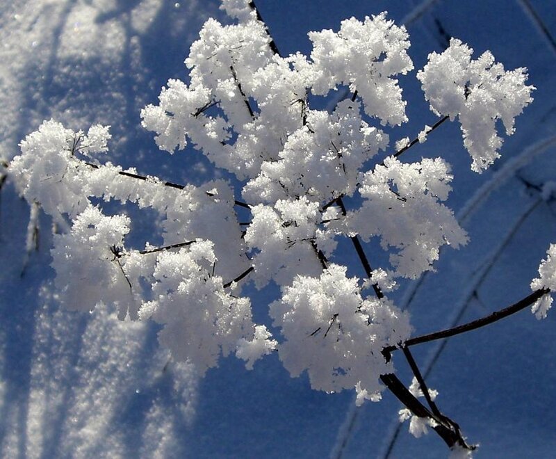 Frost-covered Branches — White, Cold, Winter