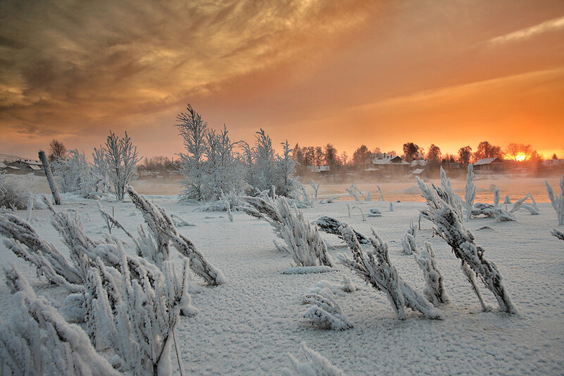 Frost-covered Branches — White, Dramatic