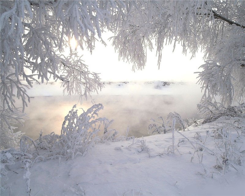 Frost-covered Branches — White, Serene