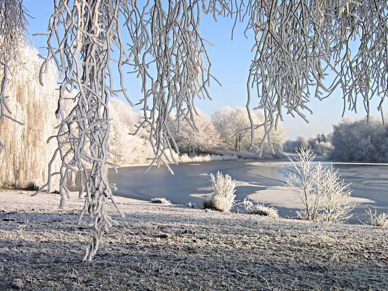 Frost-covered Branches — White, Serene, Winter, Photograph