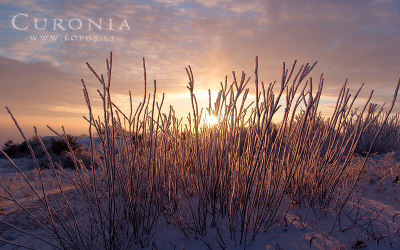 Frost-covered Branches — White, Serene, Winter