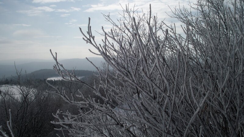 Frost-covered Branches — White