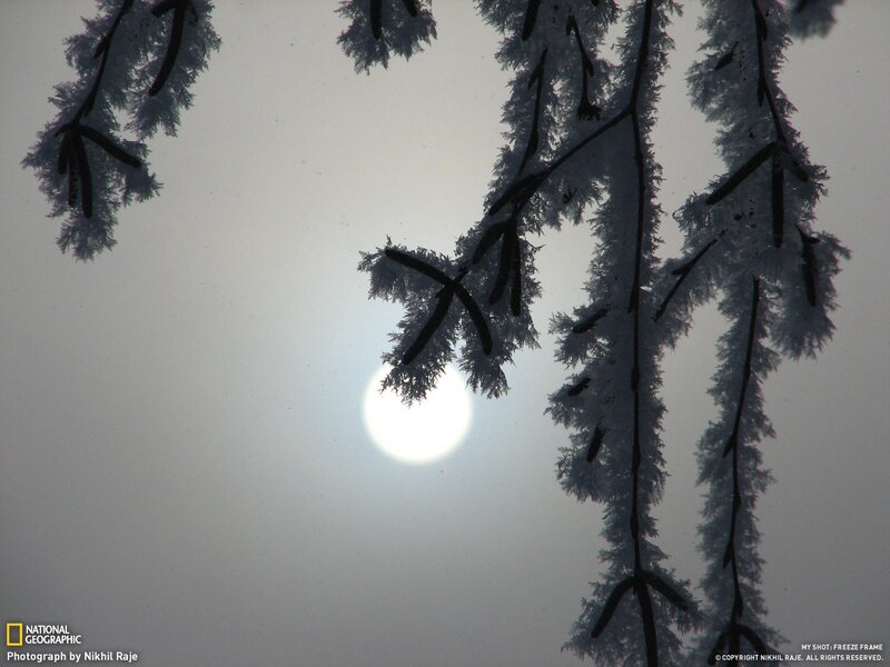 Frost-covered branches with sun
