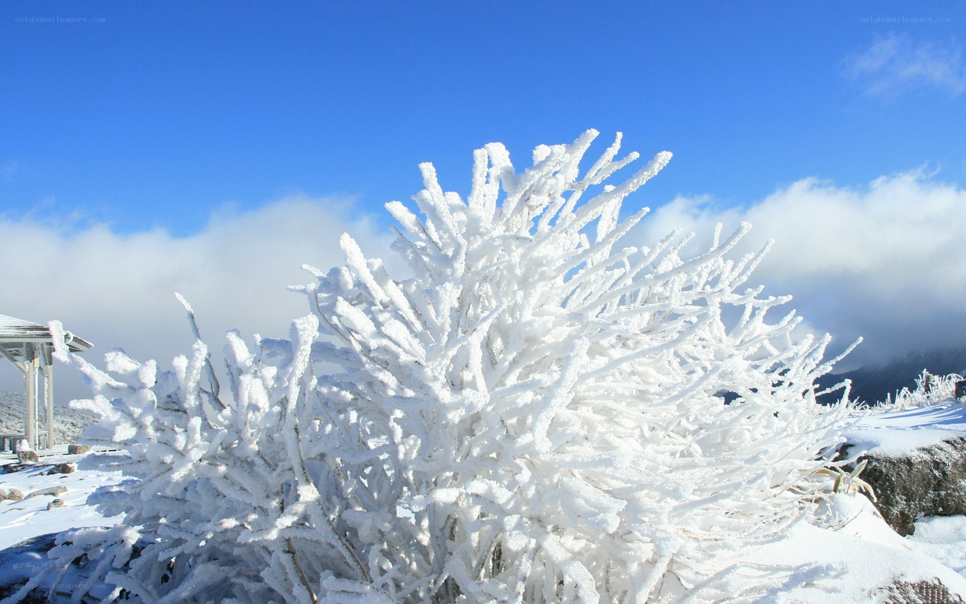 Frost-covered bush in winter