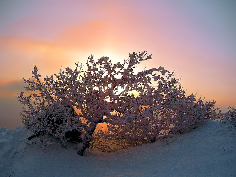 Frost-covered Bush