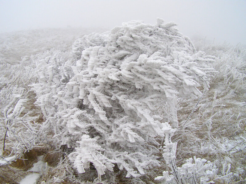 Frost-covered Bush — White, Cold
