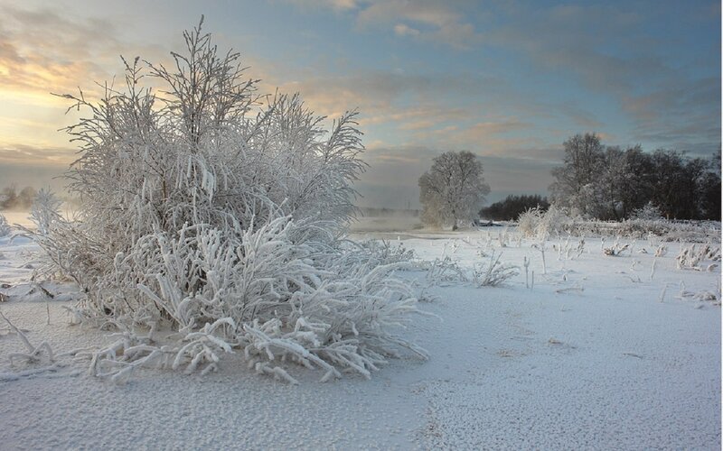 Frost-covered Bush — White, Cold, Winter