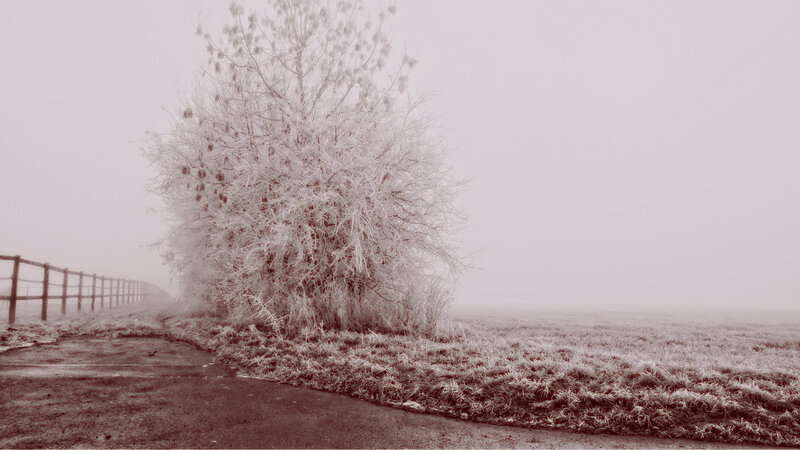 Frost-covered Bush — White, Misty