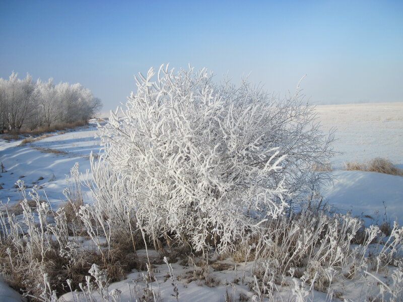 Frost-covered Bush — White, Serene