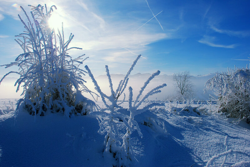 Frost-covered Bushes — Blue