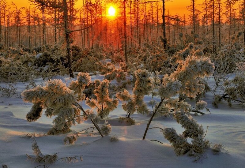 Frost-covered Bushes in Snow