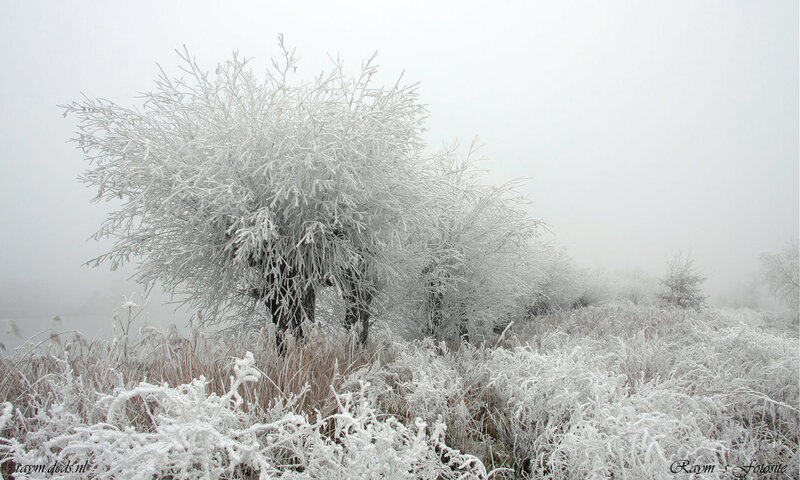 Frost-covered Bushes