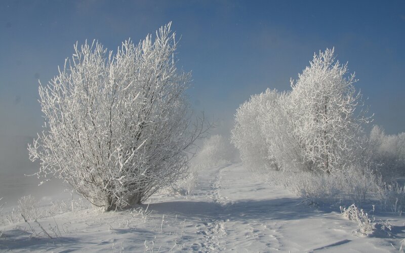 Frost-covered Bushes — White, Cold