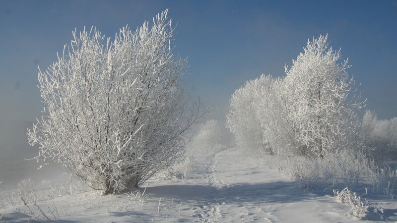 Frost-covered Bushes — White, Cold, Winter