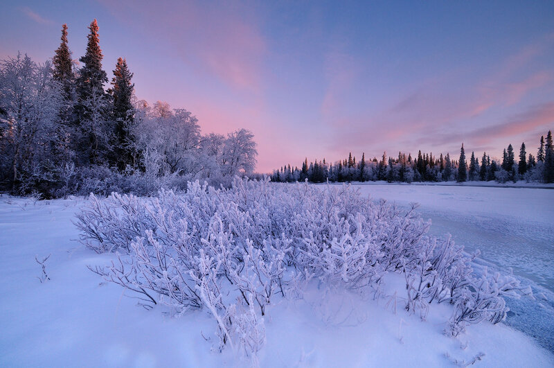 Frost-covered Bushes — White, Serene
