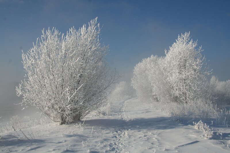 Frost-covered Bushes — White
