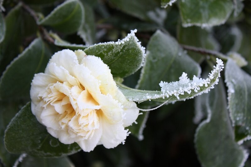 Frost-covered Camellia Flower